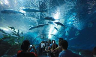 上海海洋水族馆参观目的 上海海洋水族馆好玩吗